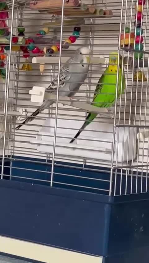 Budgerigars birds for sale: Budgerigar/Budgies  - Video 1