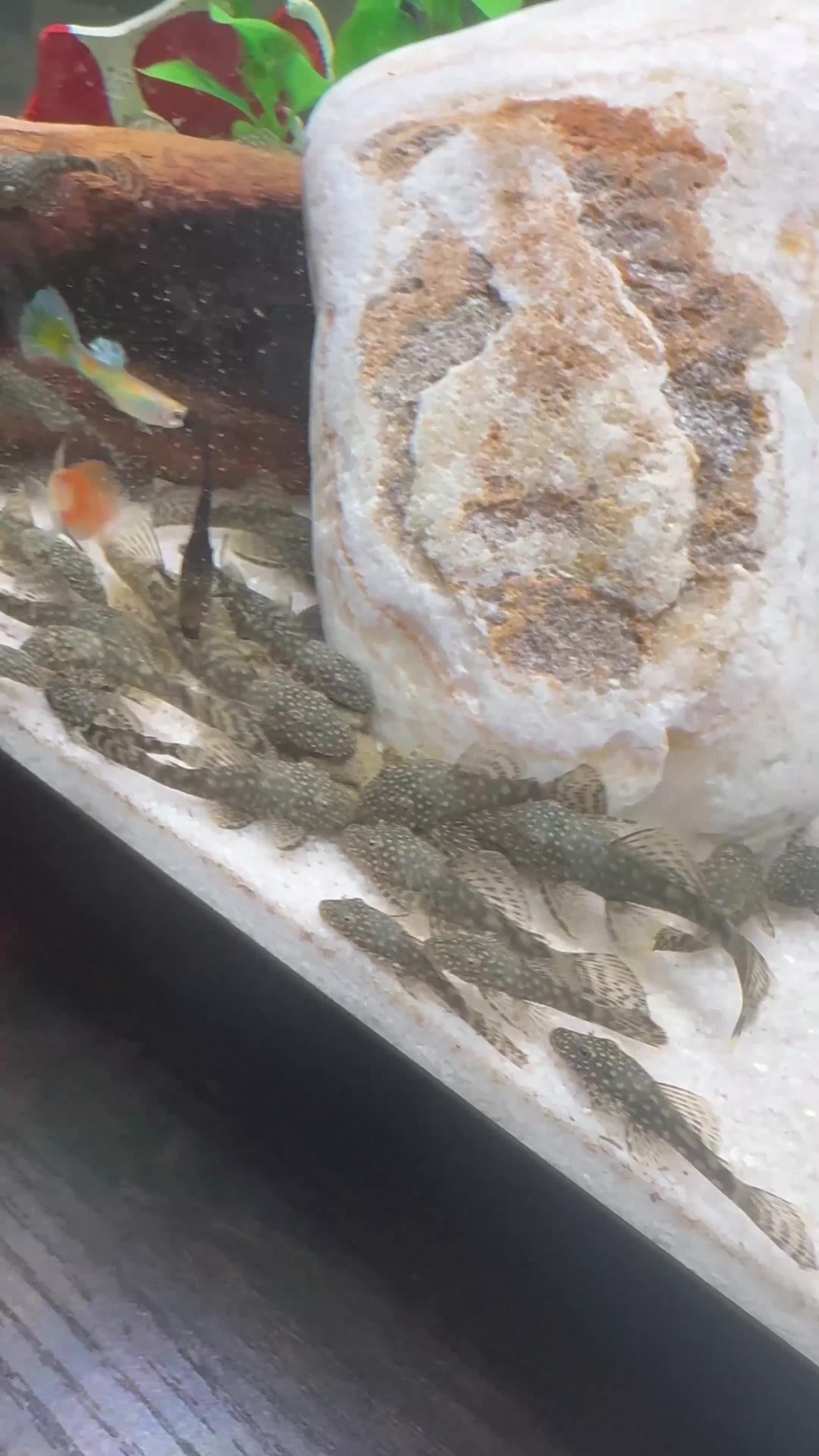 Plecos fish for sale: Beautiful bristlenose plecos for sale!  - Video 1