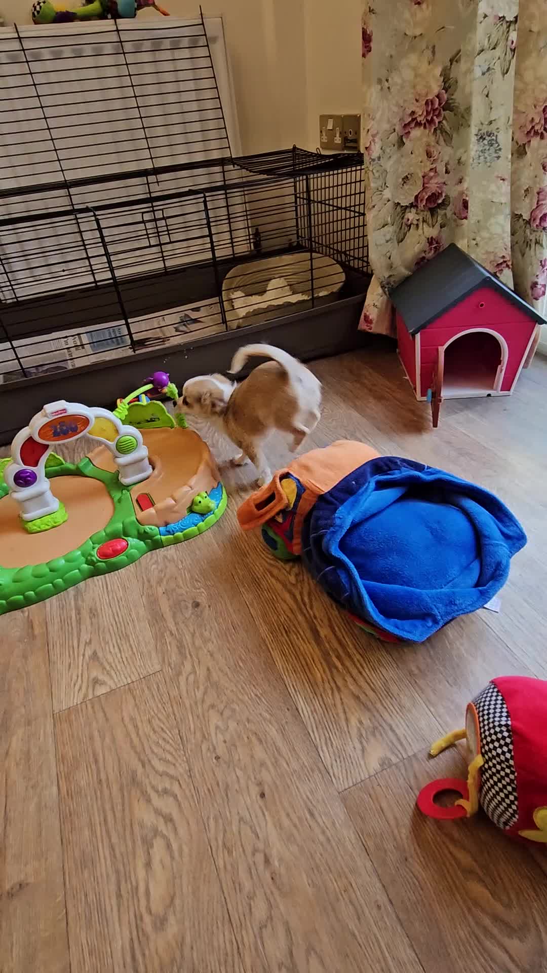 Chihuahua dogs for sale: Gorgeous KCReg. Longcoat Chihuahua Puppies  - Video 4