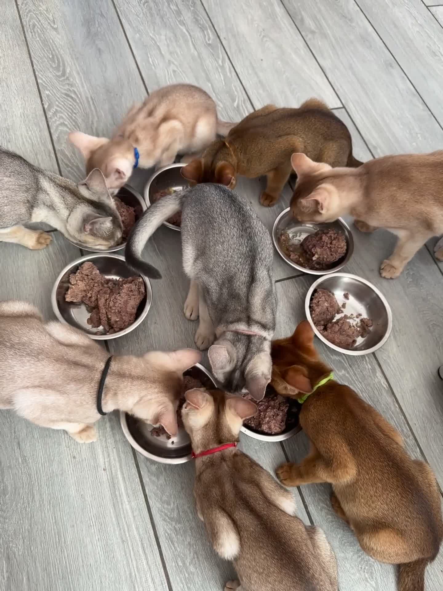 Abyssinian cats for sale: Ready to go TODAY! Delivery ✅ Neutered ✅ - Video 1