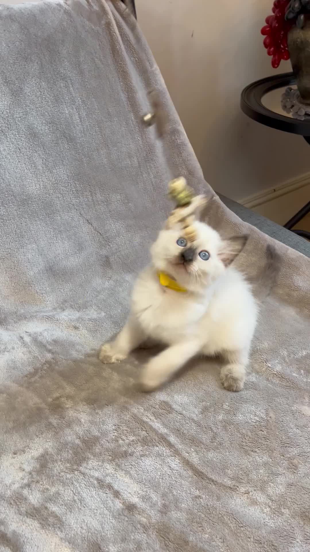 Ragdoll cats for sale: 😻Pure Ragdoll Kittens looking for loving home ❤️ - Video 5
