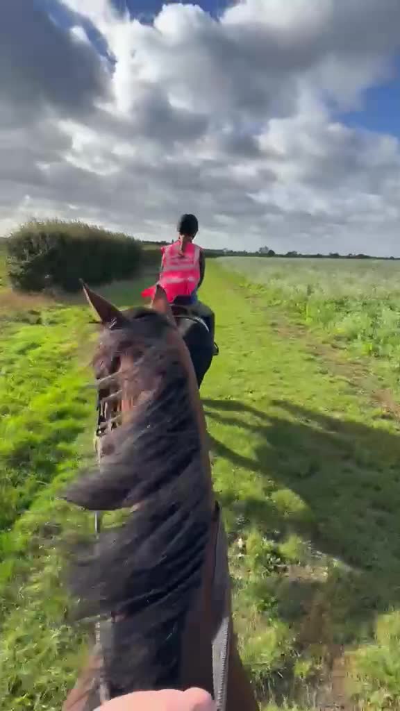 English Thoroughbred horses for sale: 16.1hh Weatherby’s reg TB Mare  - Video 2