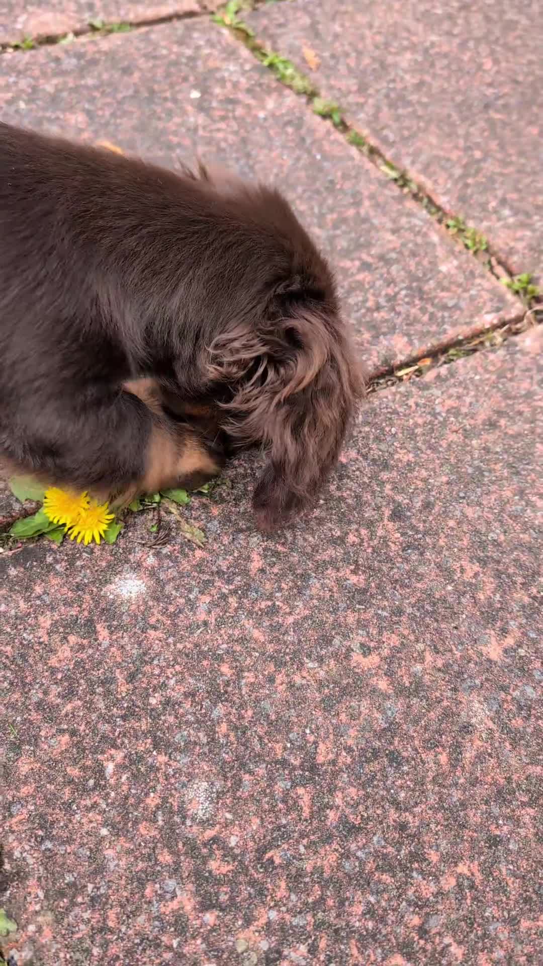 Miniature Dachshund dogs for sale: Miniature long haired dachshund - Video 1
