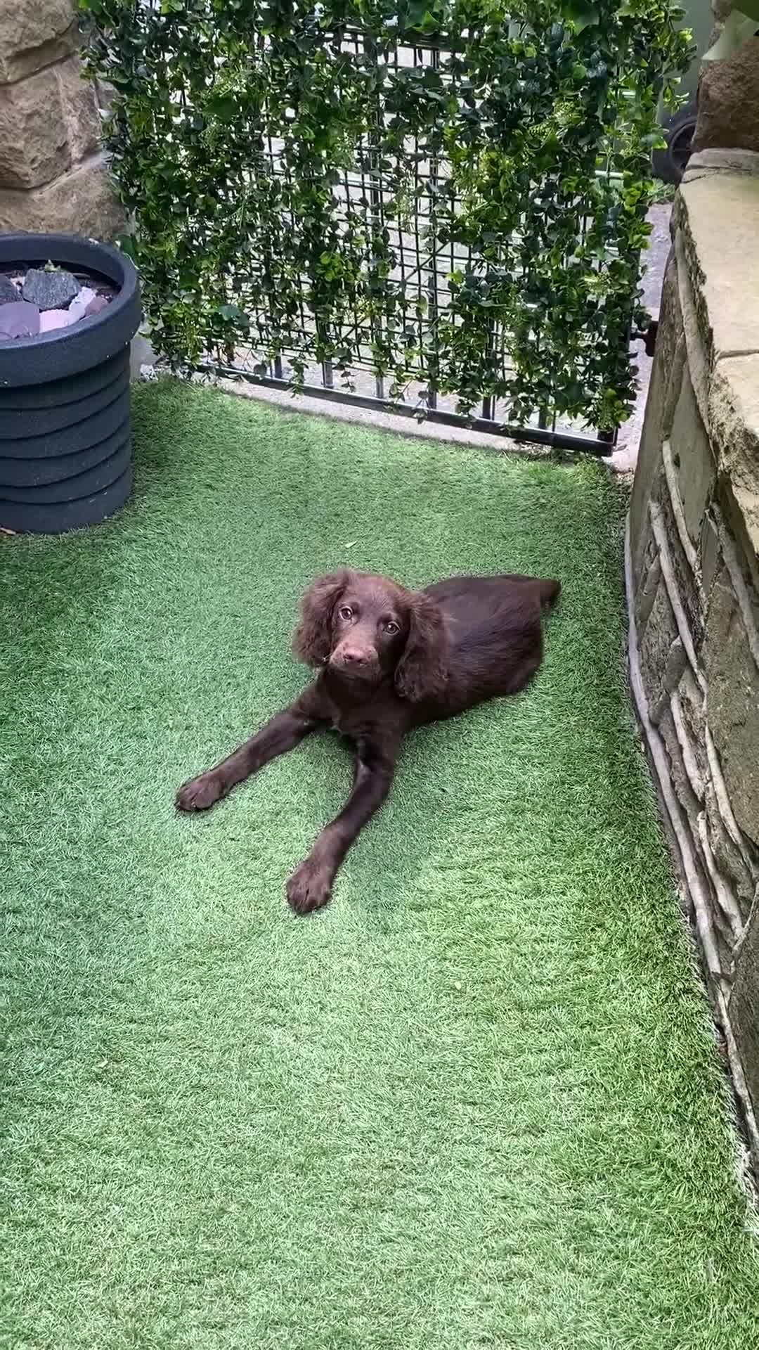 Cocker Spaniel dogs for sale: Chocolate cocker spaniel boy 13 weeks  - Video 1