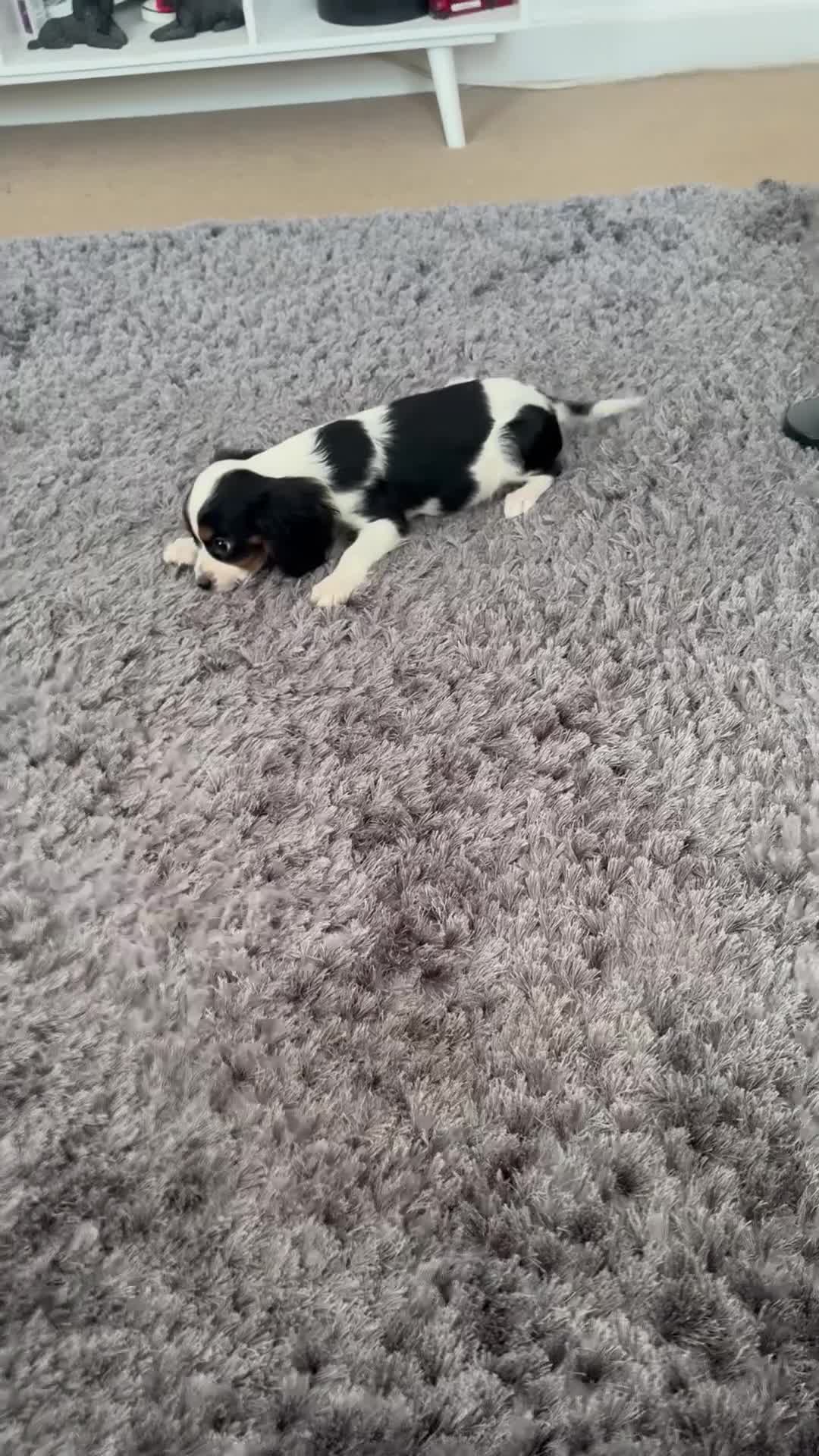 Cavalier King Charles Spaniel dogs for sale: Cavalier Puppies - Video 2