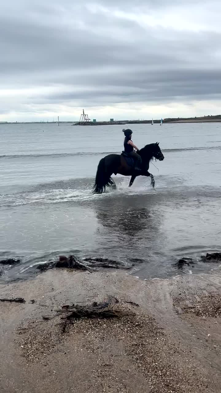 Fell horses for sale: Basil 13.2 registered fell gelding  - Video 3