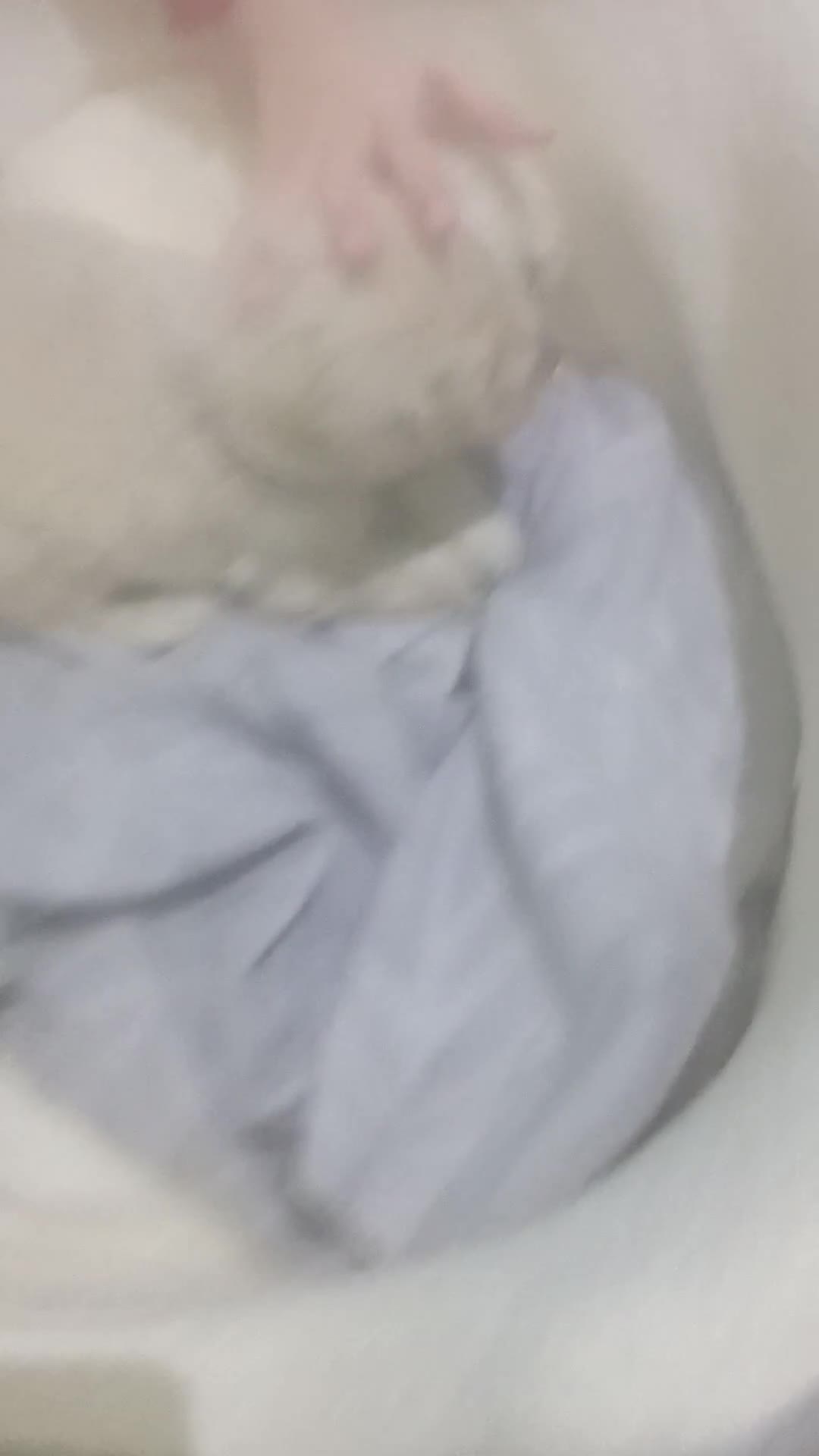 Golden Retriever dogs for sale: Golden retriever puppies kc  - Video 1