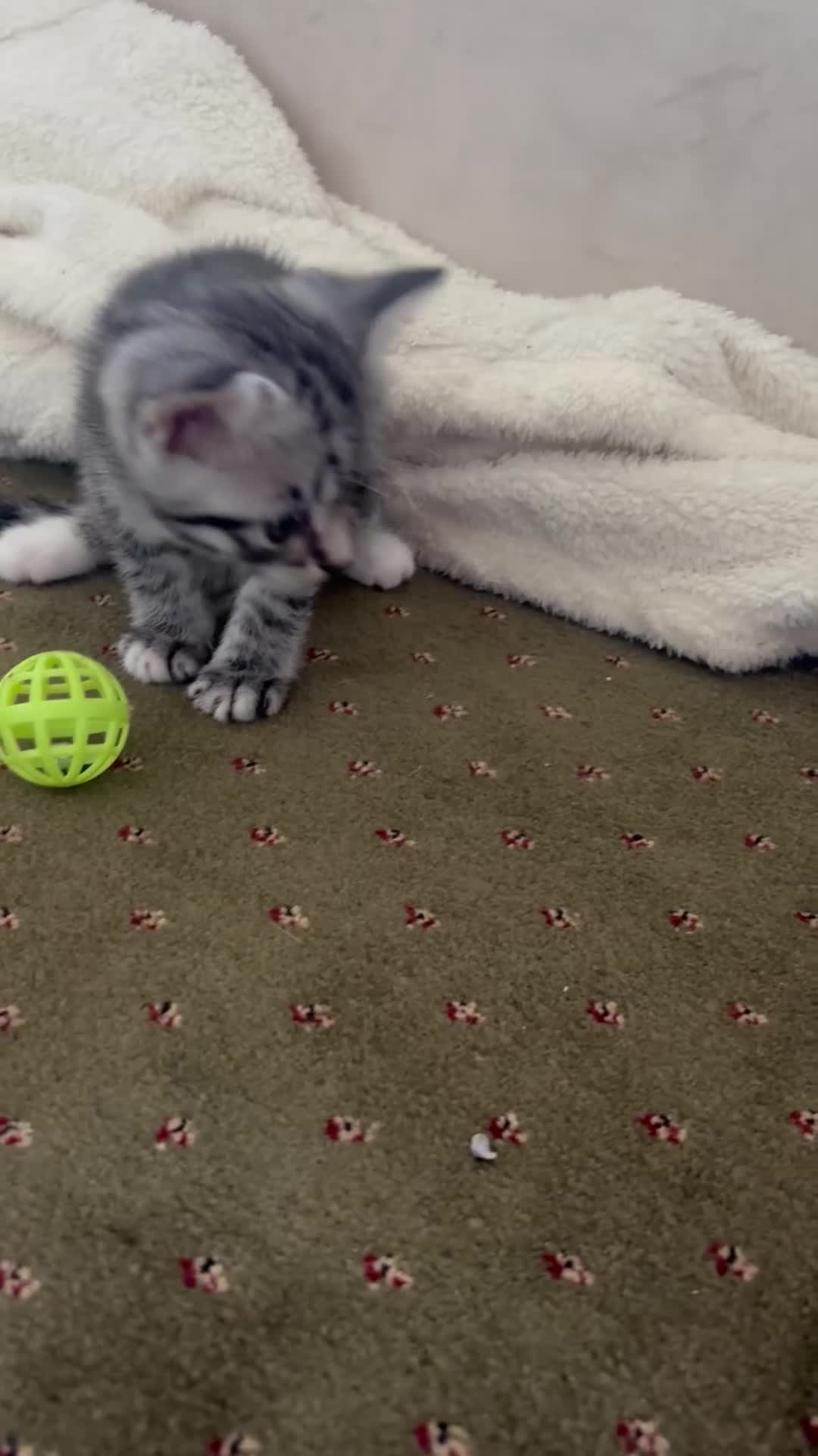 British Shorthair cats for sale: BSH silver tabby kittens - Video 1