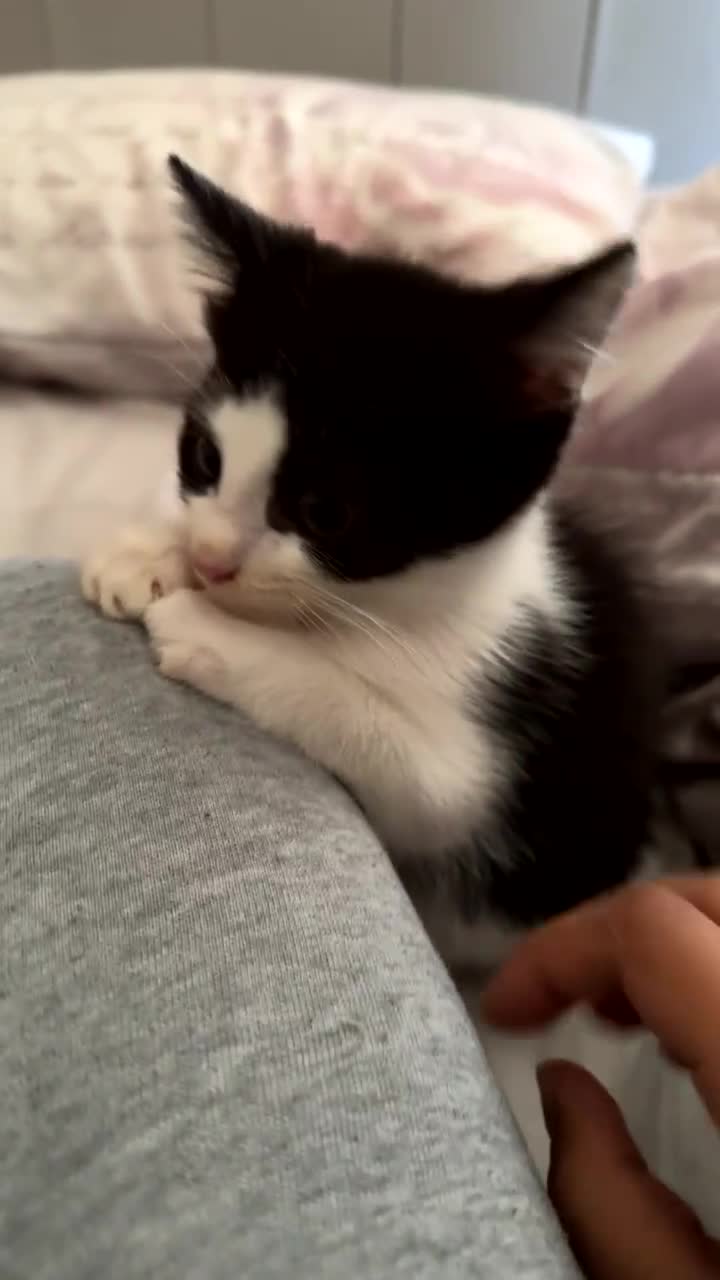 Mixed Breed cats for sale: 3 beautiful kittens available  - Video 3