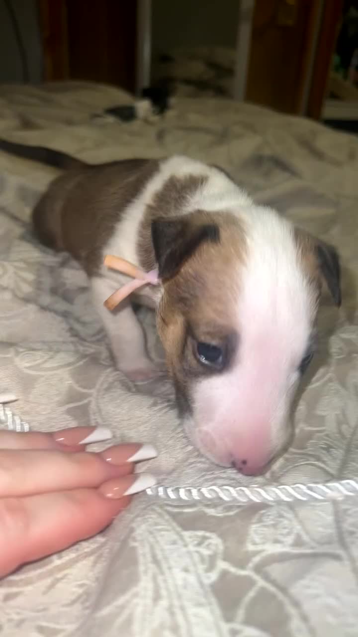 English Bull Terrier dogs for sale: English bull terriers  - Video 1