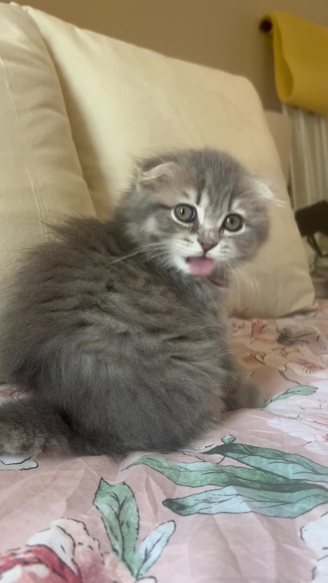 Scottish Fold cats for sale: Stunning long hair Scottish fold  - Video 1