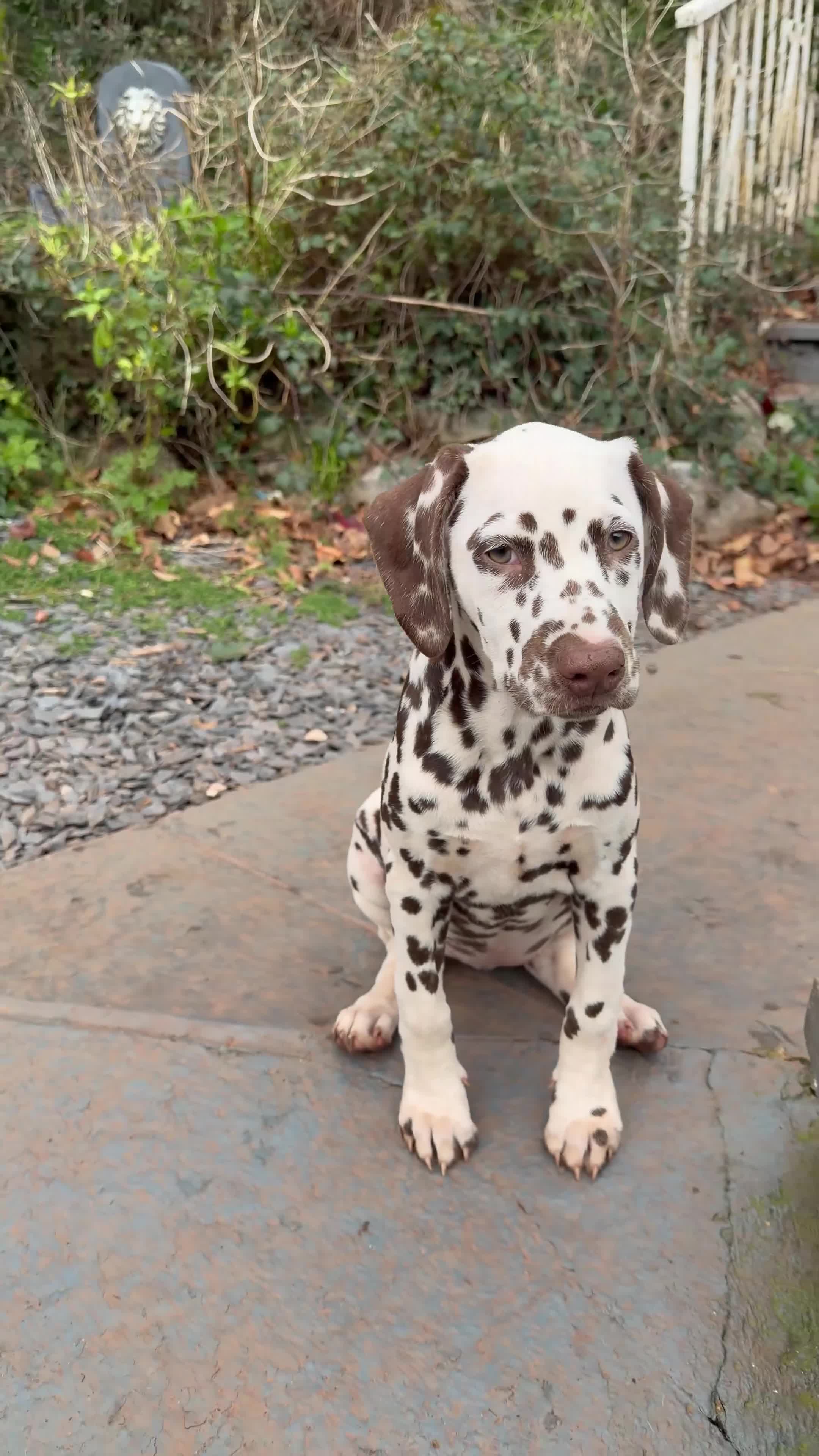 Dalmatian dogs for sale: KC Reg Dalmatian Male Puppy Ready Now - Video 2
