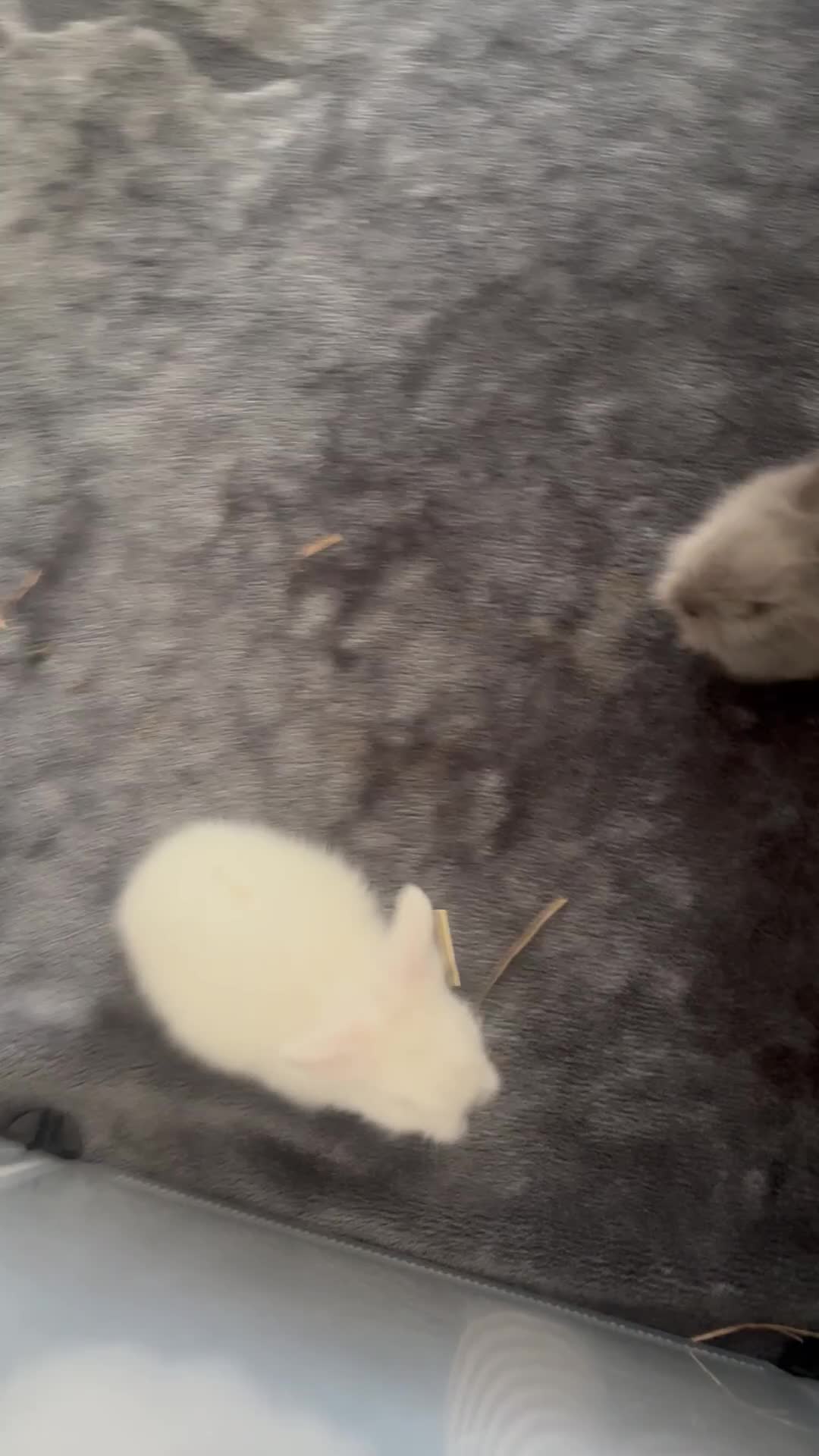 Mini Lion Lop rabbits for sale: Mini lion lops - Video 1