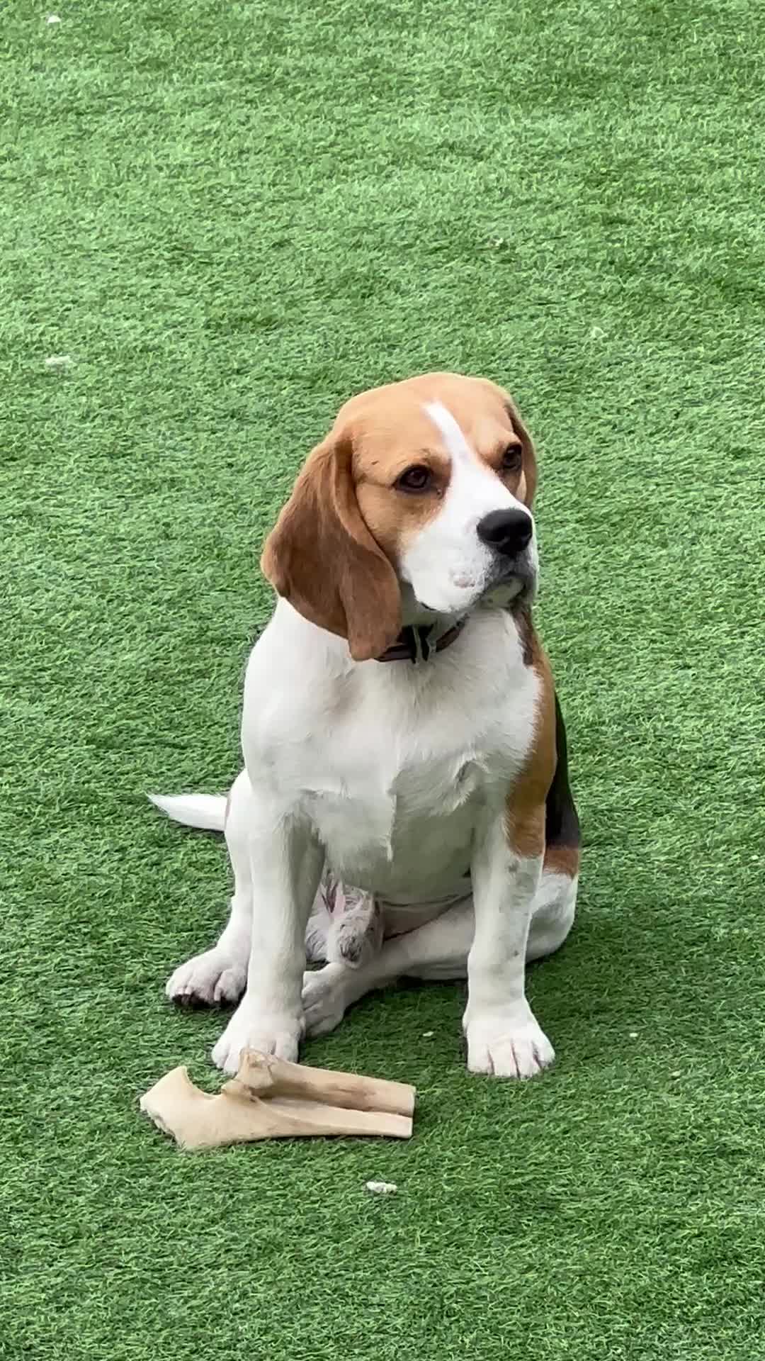 Beagle dogs for sale: KC Registered Beagle – 2 Years Old - Video 2