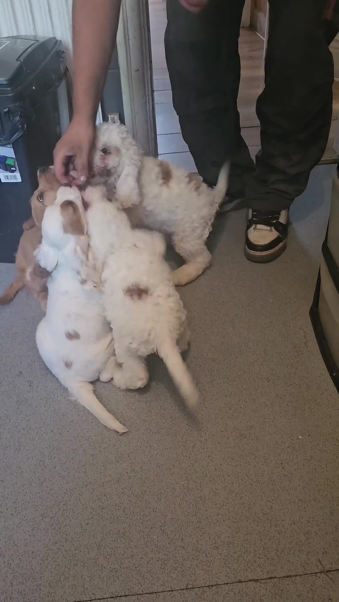 Cockapoo dogs for sale: Ready now!! Beautiful white and red F2 cockapoos - Video 1