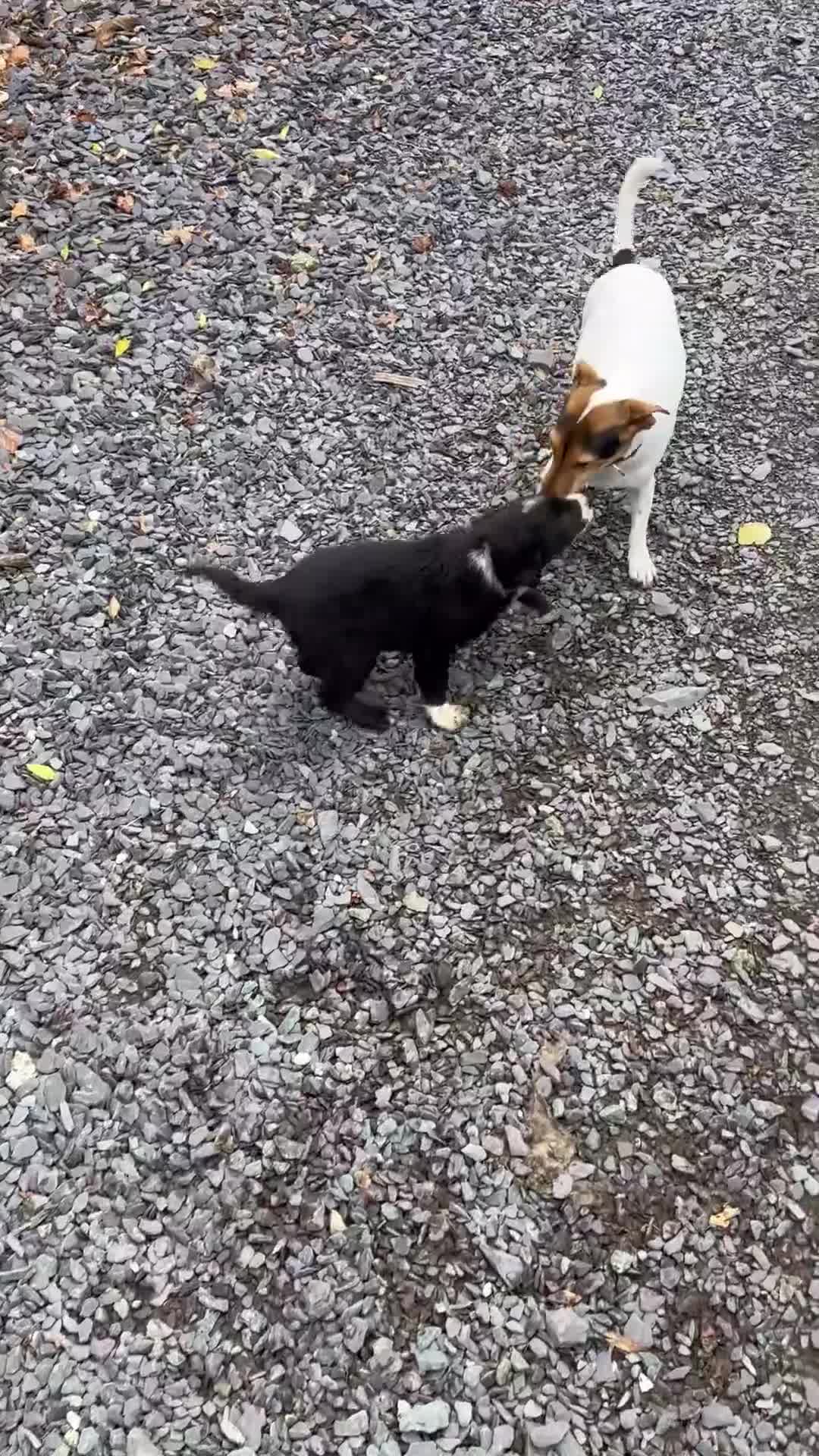 Border Collie dogs for sale: 🐶3 Female Border Collie Pups 🐶  - Video 1