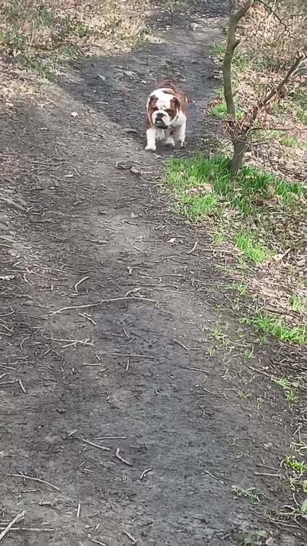 English Bulldog dogs for stud: For Stud: George (red/white) PROVEN in Brighouse - Video 4