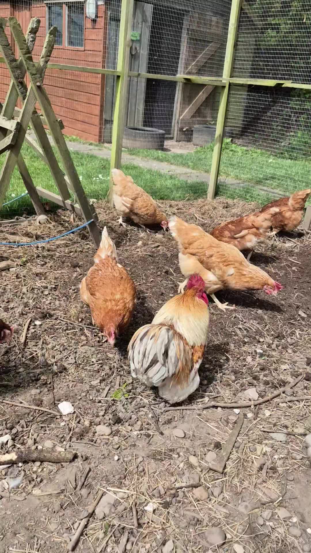 Chickens poultry for sale: Pekin bantam cockerels (various) - Video 1