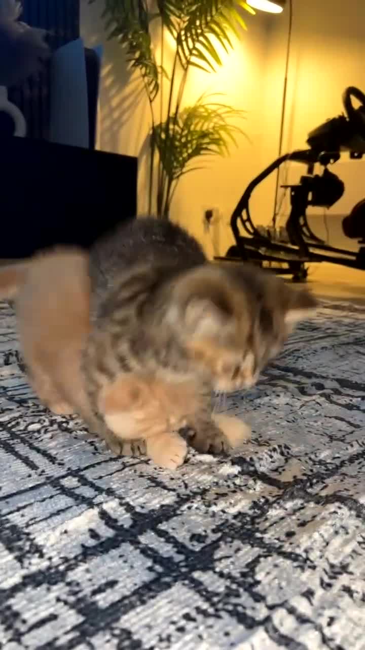 British Shorthair cats for sale: Luna & Leo  - Video 2