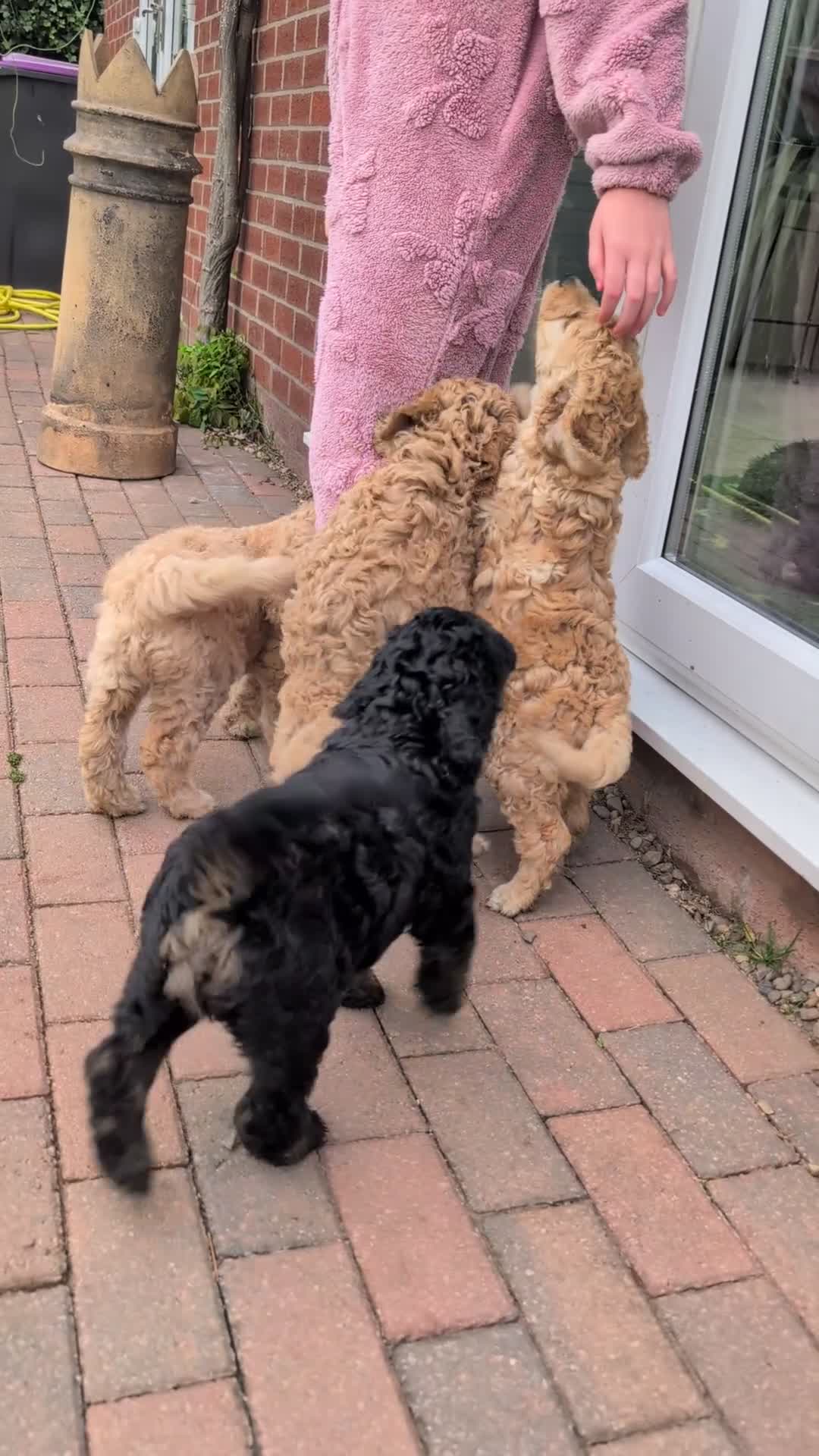 Goldendoodle dogs for sale: 🐾 Beautiful Standard Goldendoodle Puppies 🐾 - Video 1