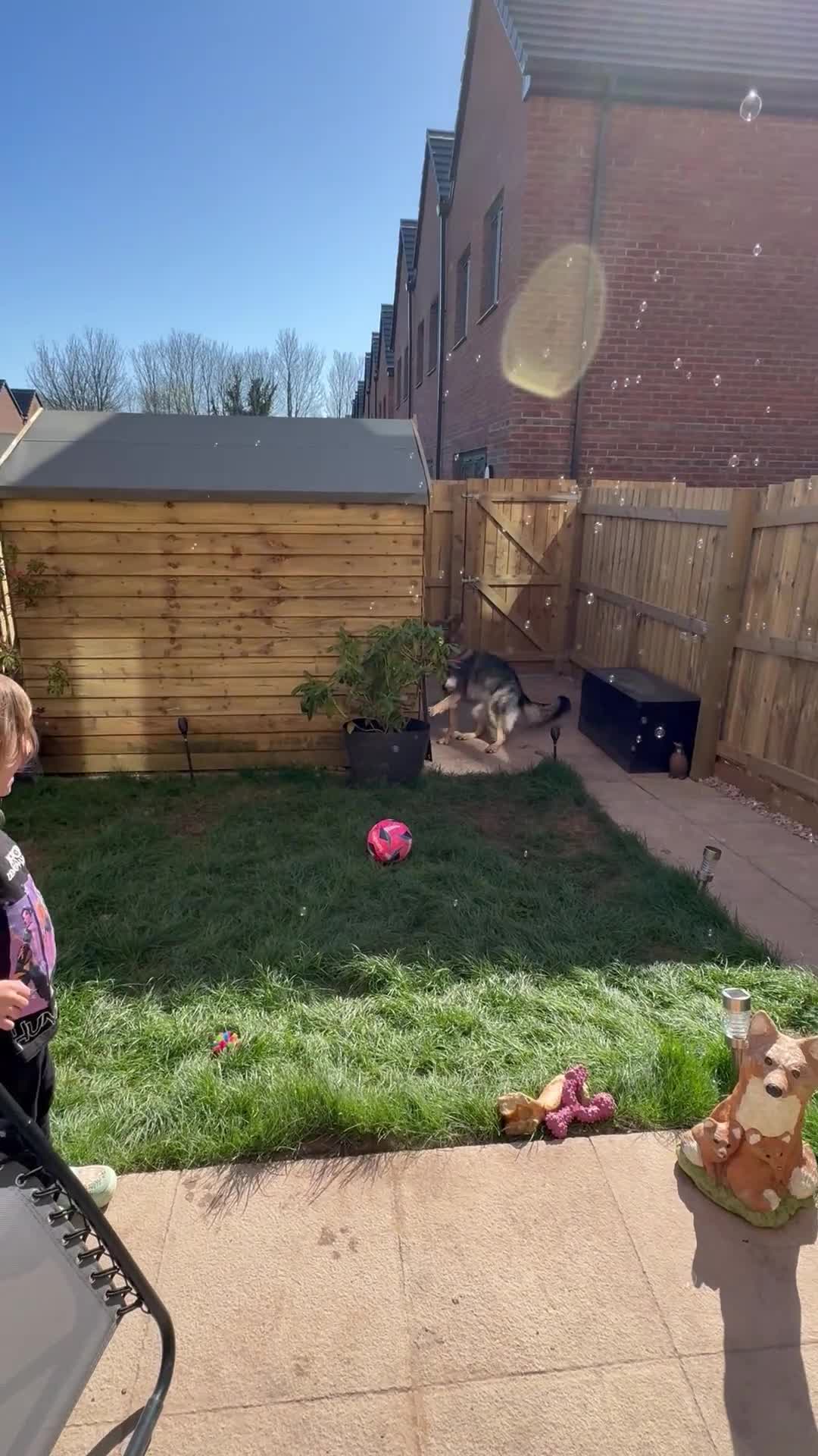 German Shepherd dogs for sale: German shepherd dog  in Newton Abbot - Video 1