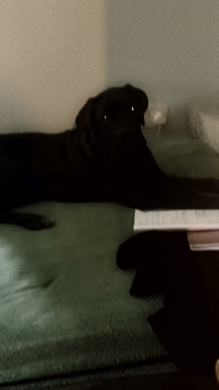 Cane Corso dogs for sale: Storm - Video 3