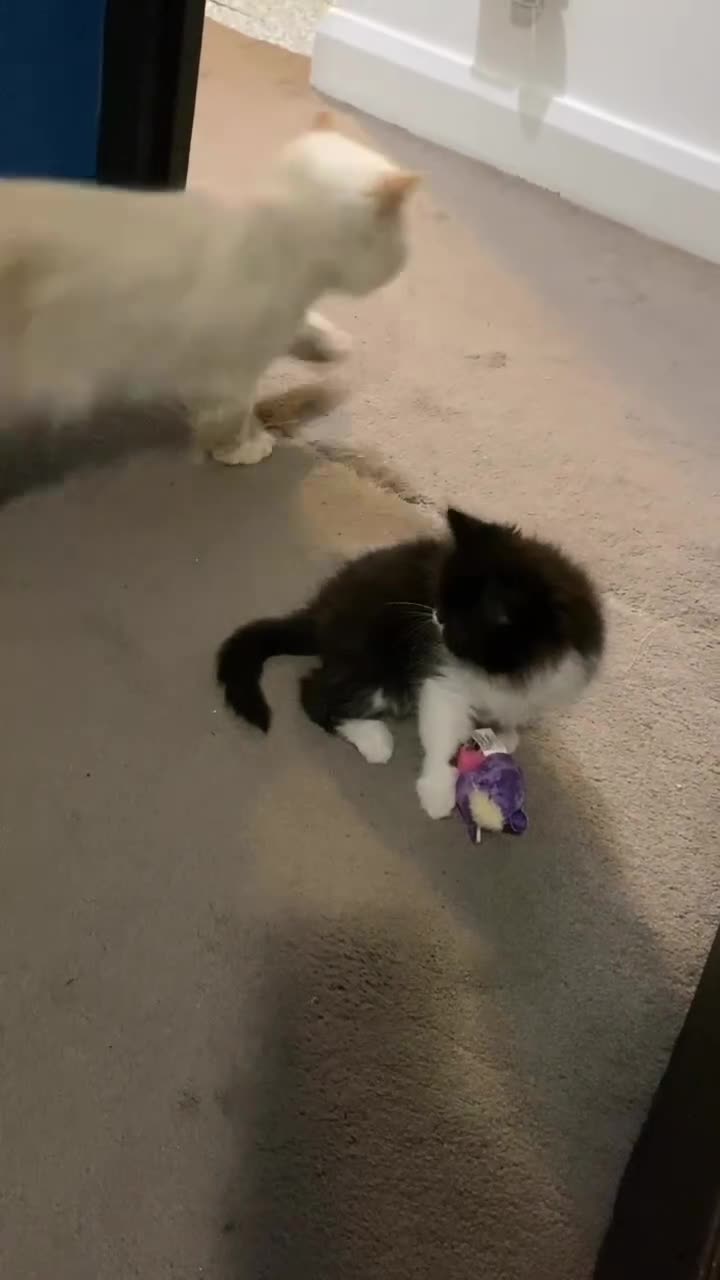 Persian cats for sale: Our beautiful litter of 3 Persian x  kittens - Video 2