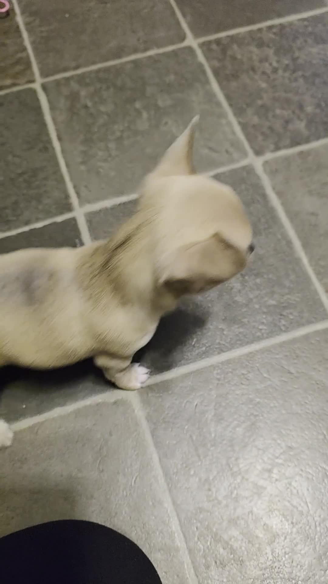 Chihuahua dogs for sale: Chihauhau puppies ready early November - Video 1