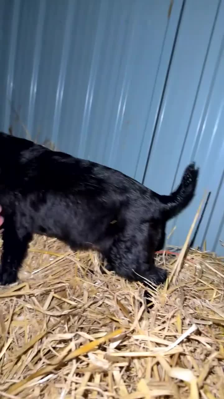 Patterdale Terrier dogs for sale: Paterdale bitch  - Video 1