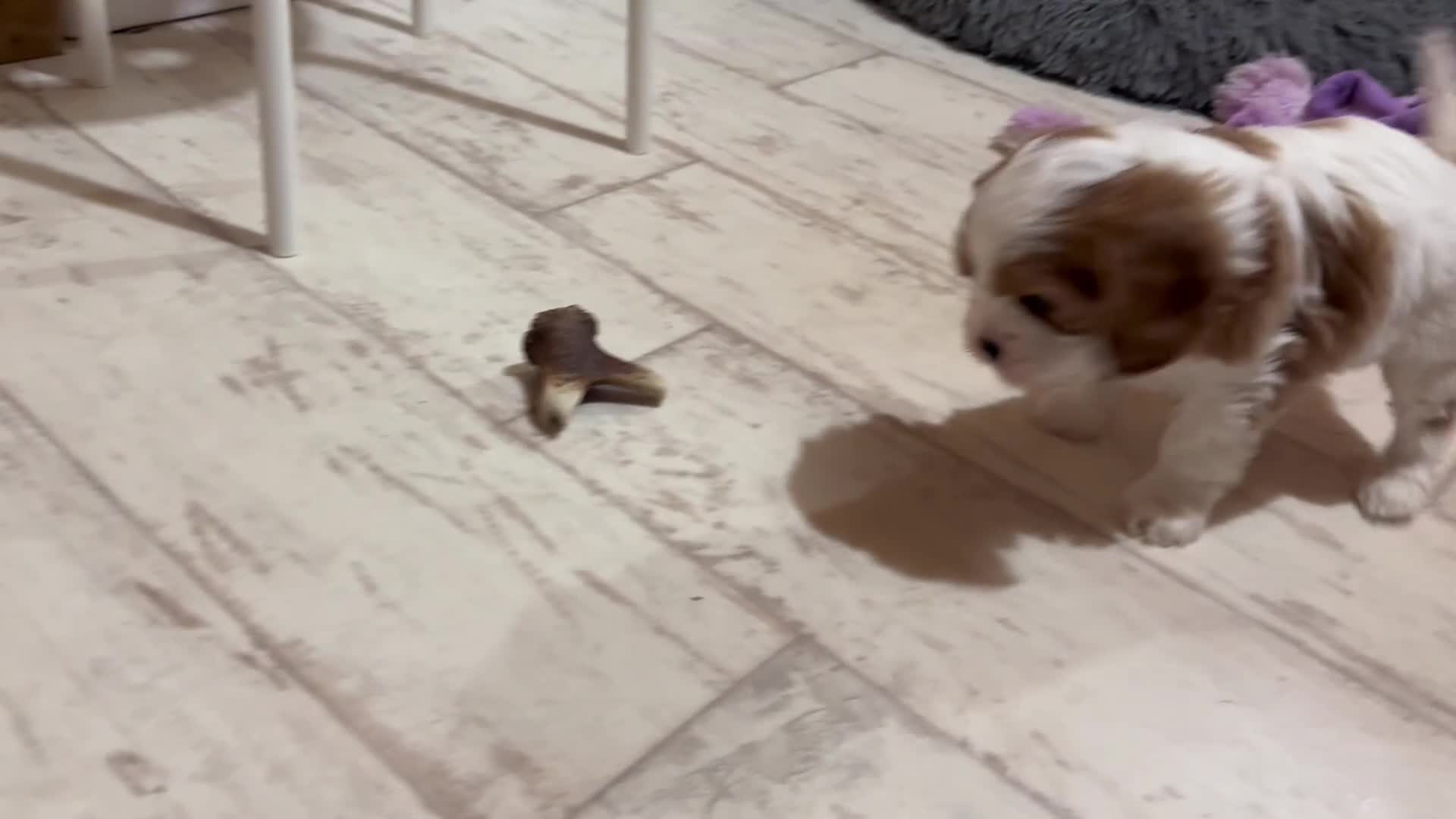 Cavapoo dogs for sale: Miniature Australian Cavadoodles - Video 1