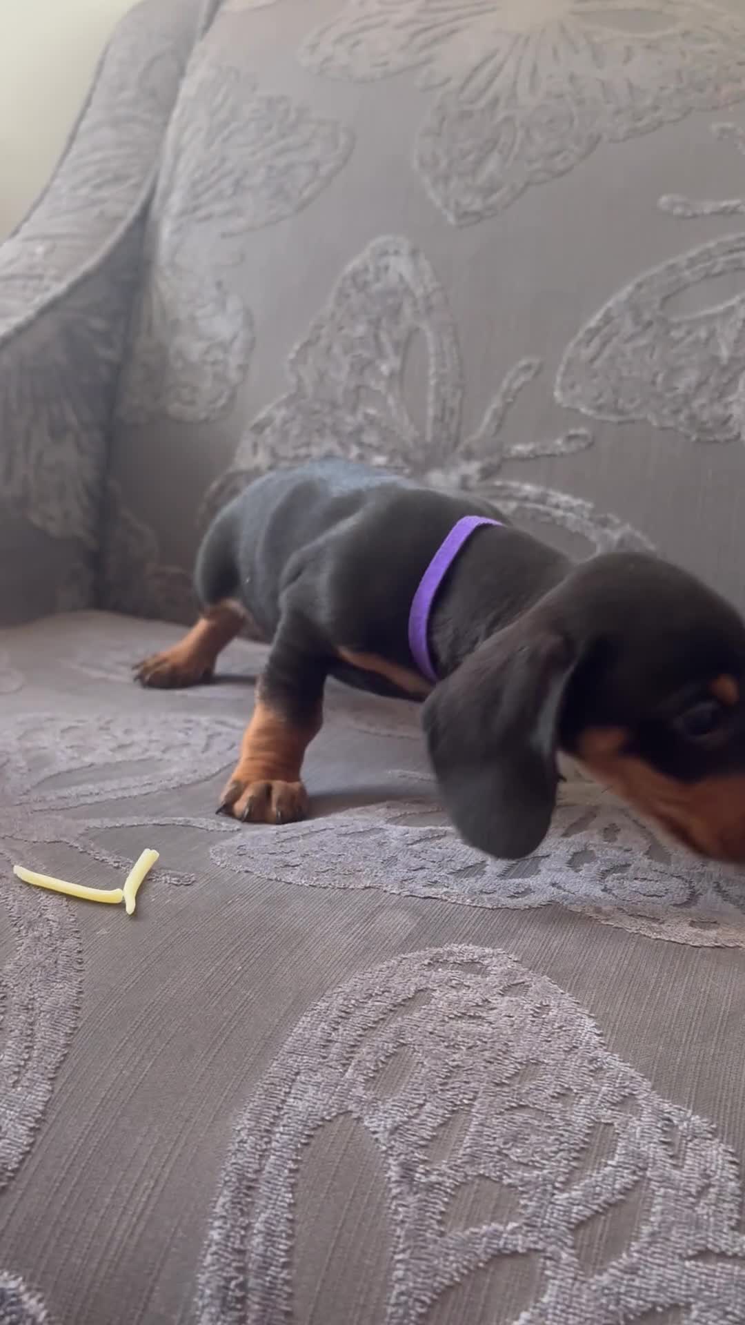 Dachshund dogs for sale: 6 Beautiful Dachshund Puppies 🐾🐶 - Video 2