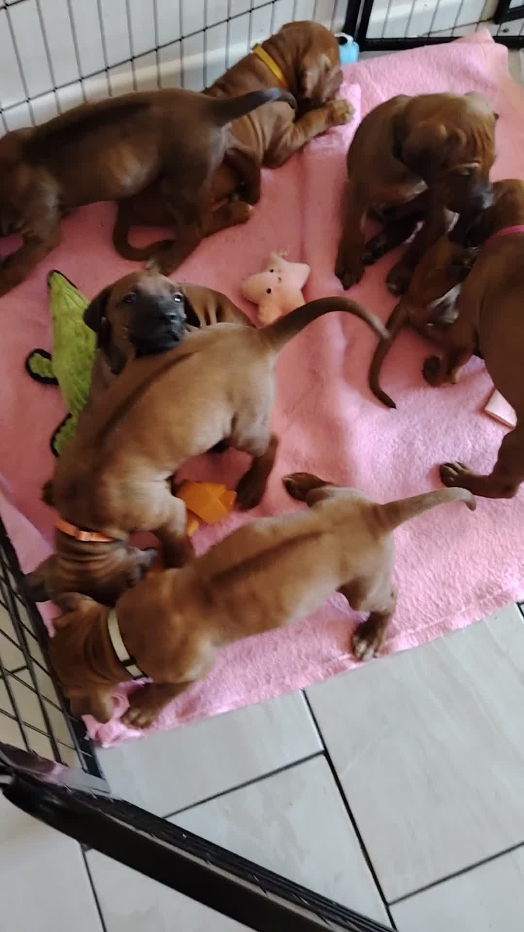 Rhodesian Ridgeback dogs for sale: Beautiful Rhodesian Ridgeback puppies-Family pet - Video 2