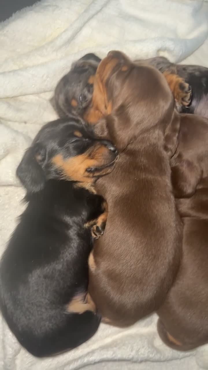 Miniature Dachshund dogs for sale: 3 girl miniature dachshunds  - Video 3