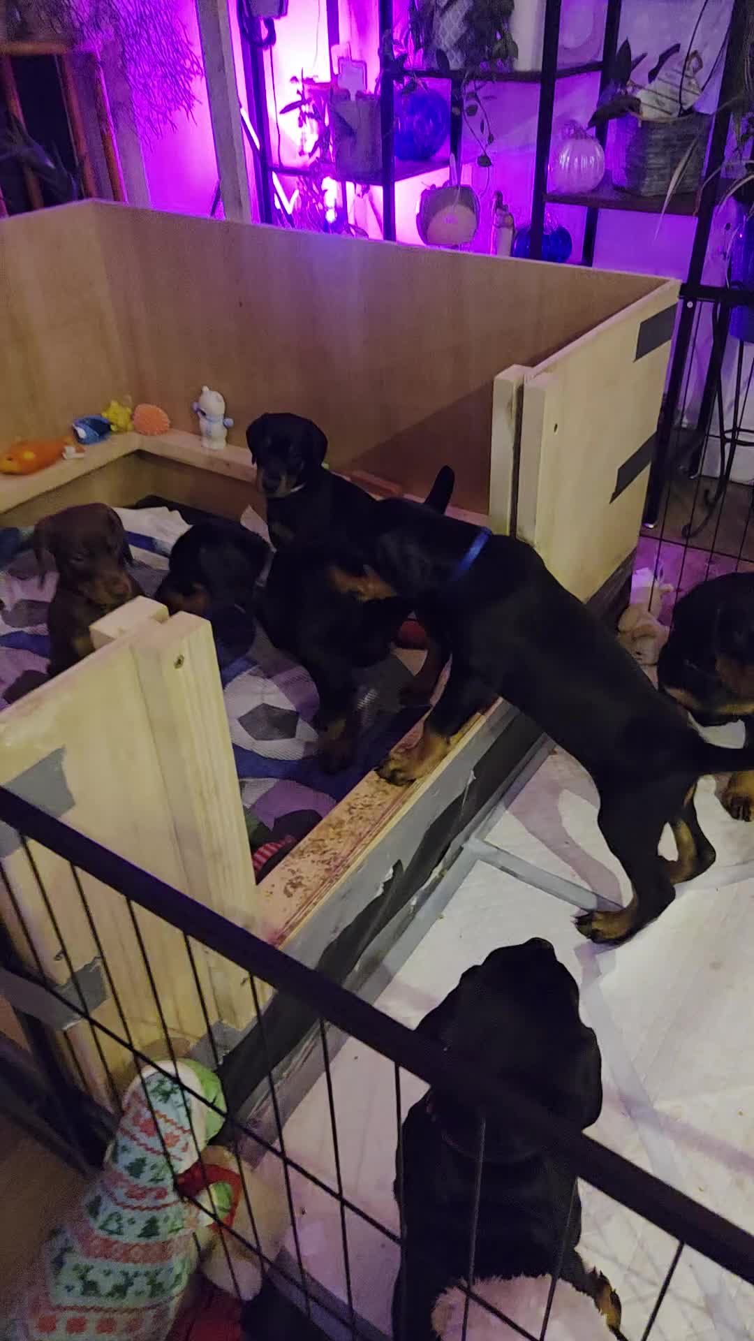 Dobermann dogs for sale: KC registered Dobermann puppies - Video 2