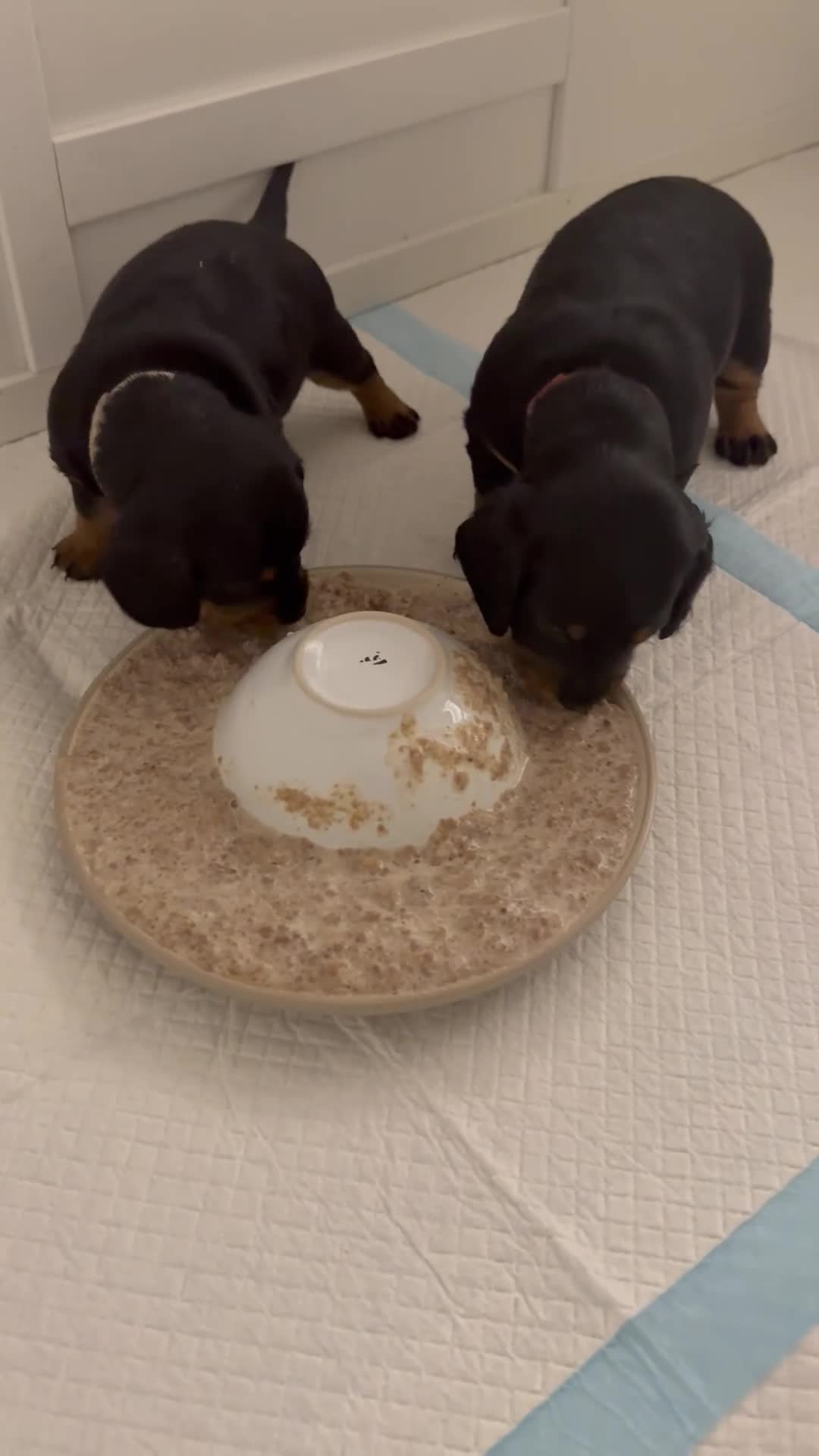 Mixed Breed dogs for sale: Doxiepoos - Video 1