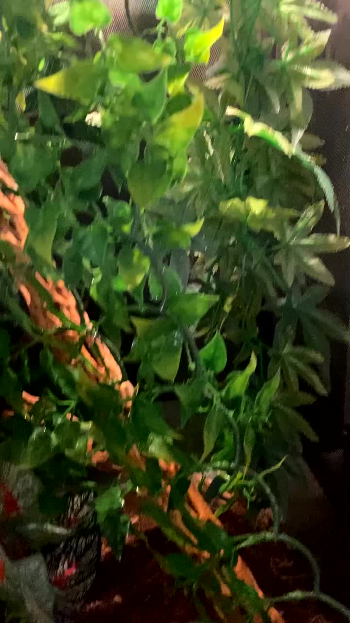 Gecko reptiles for sale: Tuko the crested gecko - Video 2