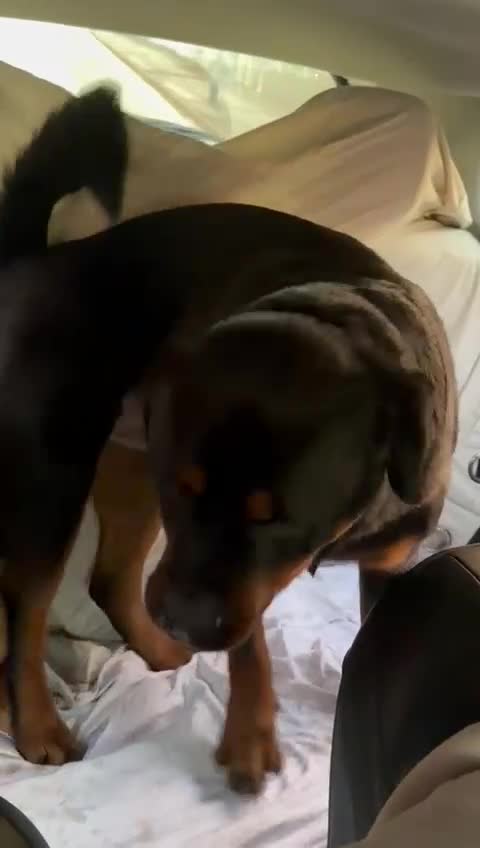 Rottweiler dogs for sale: Dog friendly,funny and beautiful  in Preston - Video 4
