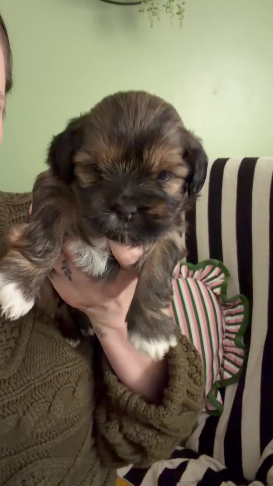 Shorkie dogs for sale: 3 Shorkie puppies  - Video 1