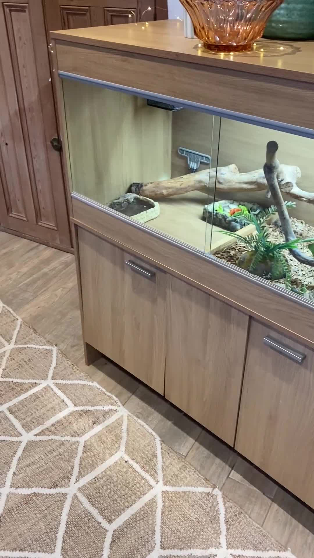 Bearded Dragon reptiles for sale: Bearded dragon and full set up.  - Video 3