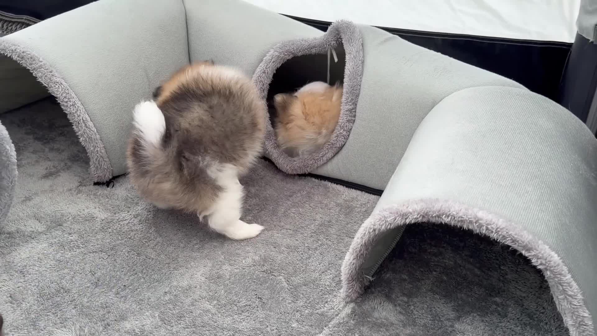 Pomeranian dogs for sale: Pomeranian Puppies Available To Reserve Now in Manchester - Video 1