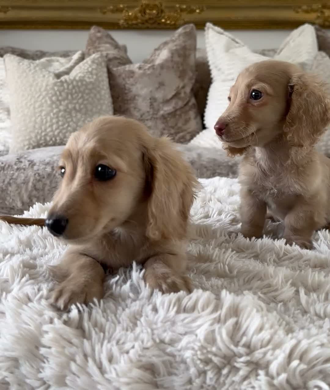 Miniature Dachshund dogs for sale: 👑✨MINI LONG HAIRED CREAMS✨👑 KC ✨ HEALTH TESTED ✨ - Video 1