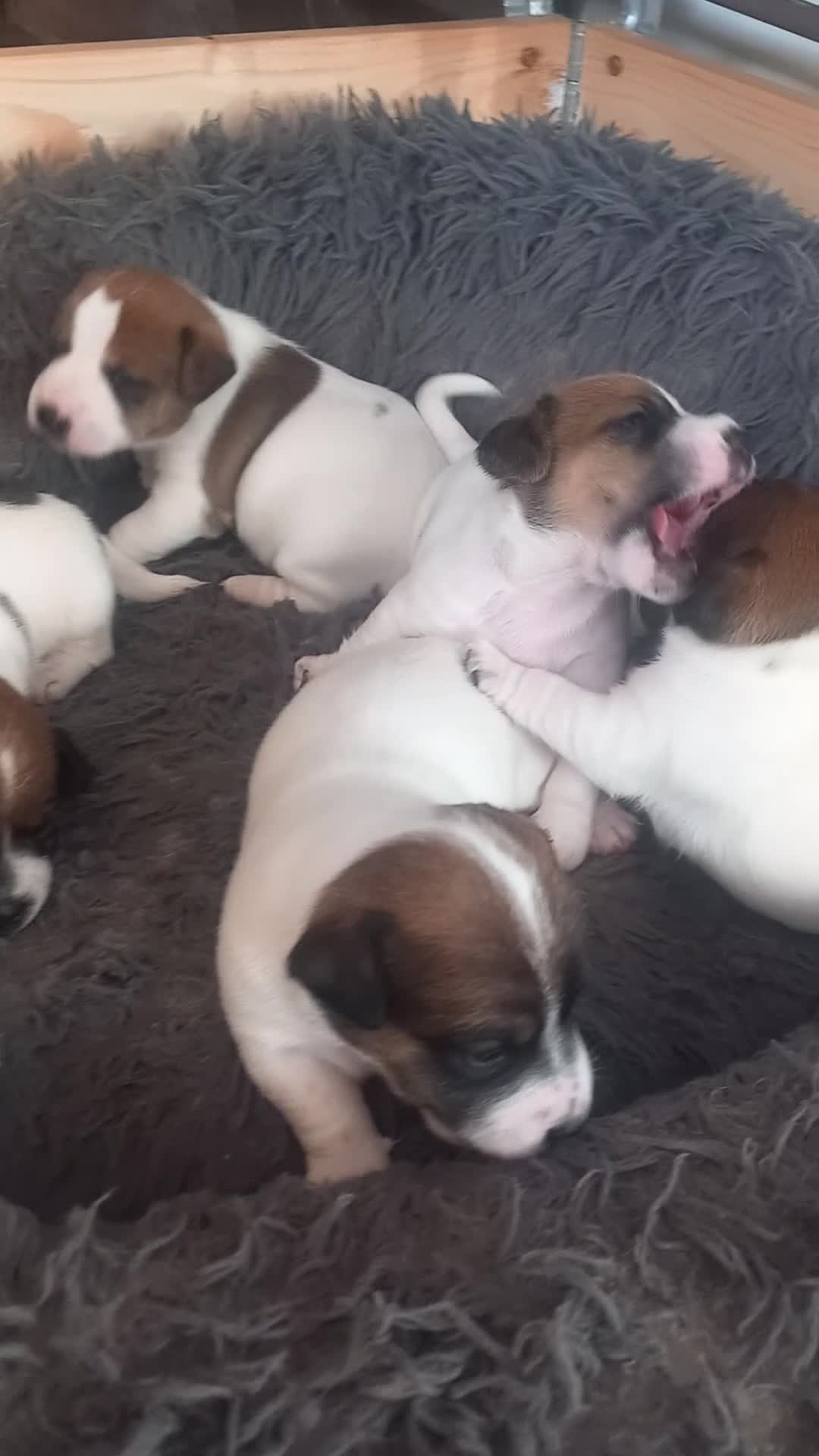 Jack Russell dogs for sale: 3x boys available  - Video 1