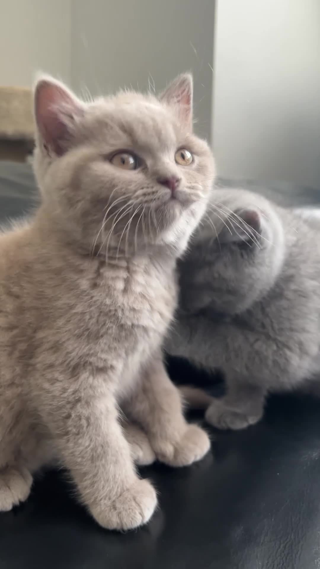 British Shorthair cats for sale: Gorgeous 8 Month Lilac BSH Male Nuetered - Video 2