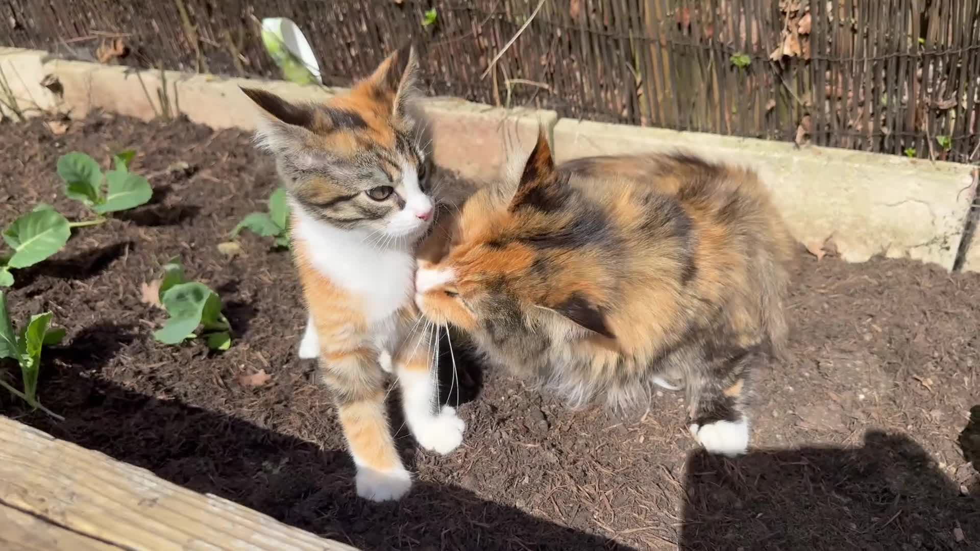 Maine Coon cats for sale: LAST FEMALE TORTOISESHELL MAINE COON X  - Video 1