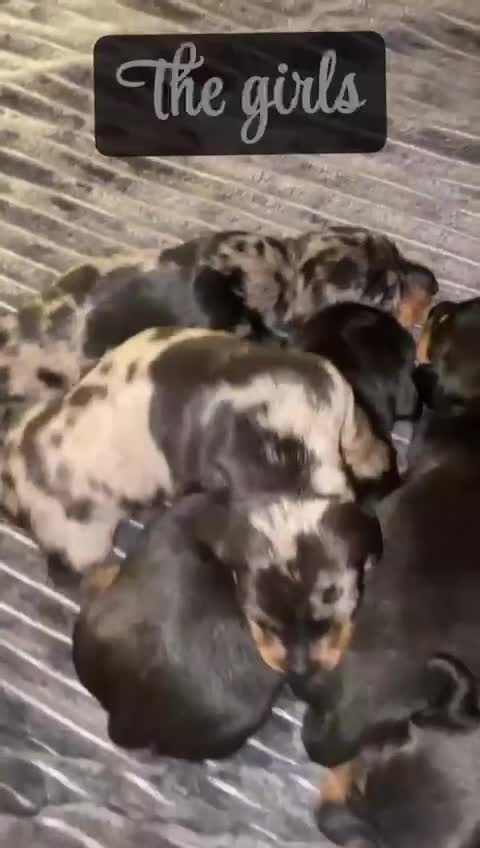 Dachshund dogs for sale: Beautiful litter of miniature daschunds  - Video 1