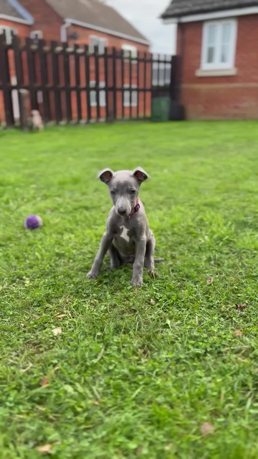 Whippet dogs for sale: READY NOW! STUNNING WHIPPET PUPPYS - Video 3