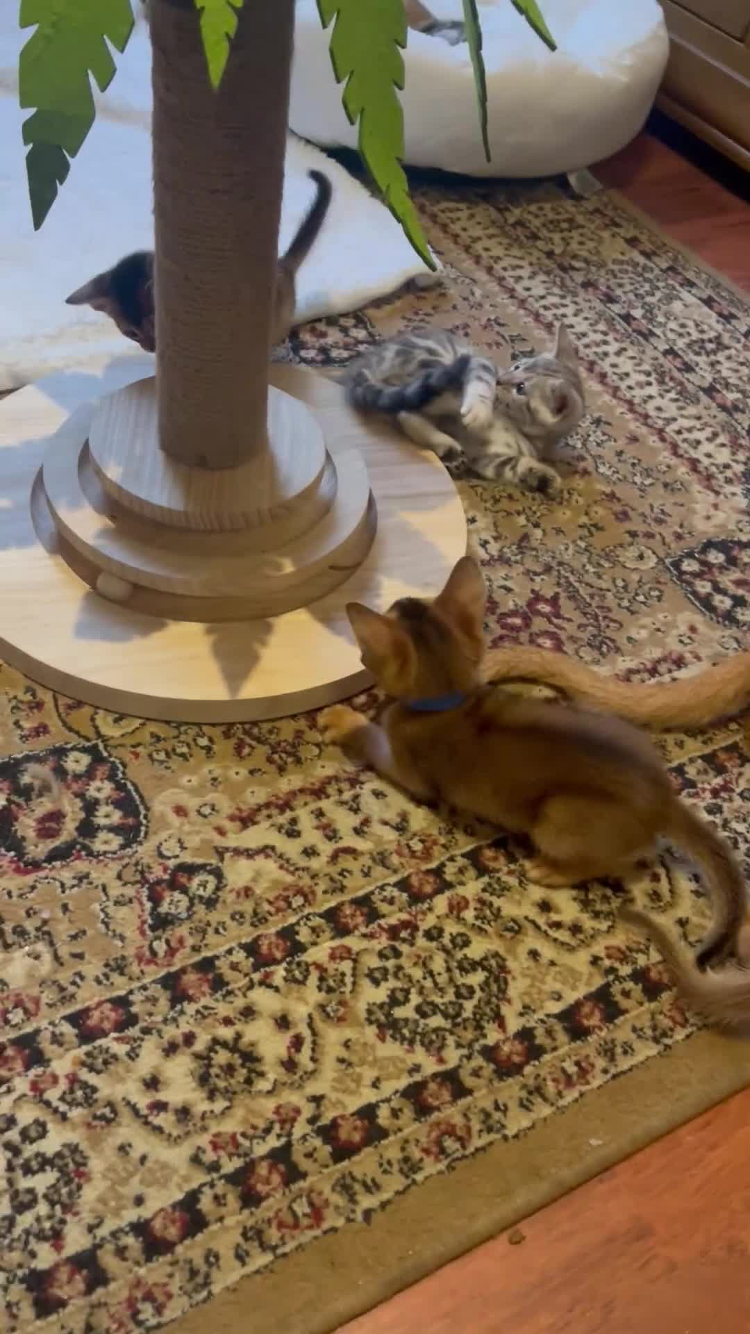 Abyssinian cats for sale: 🏆🥇🏵️Top Quality Champion Lines Abyssinian - Video 3