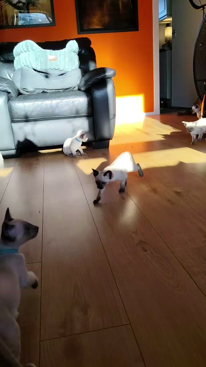 Siamese cats for sale: Gorgeous Siamese kittens!!! - Video 1