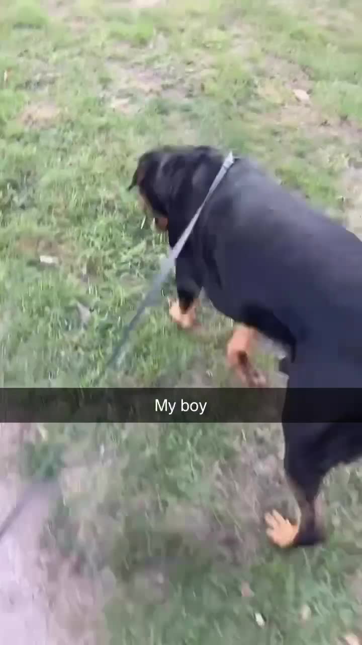 Rottweiler dogs for stud: Rottweiler for stud  in Mansfield - Video 3