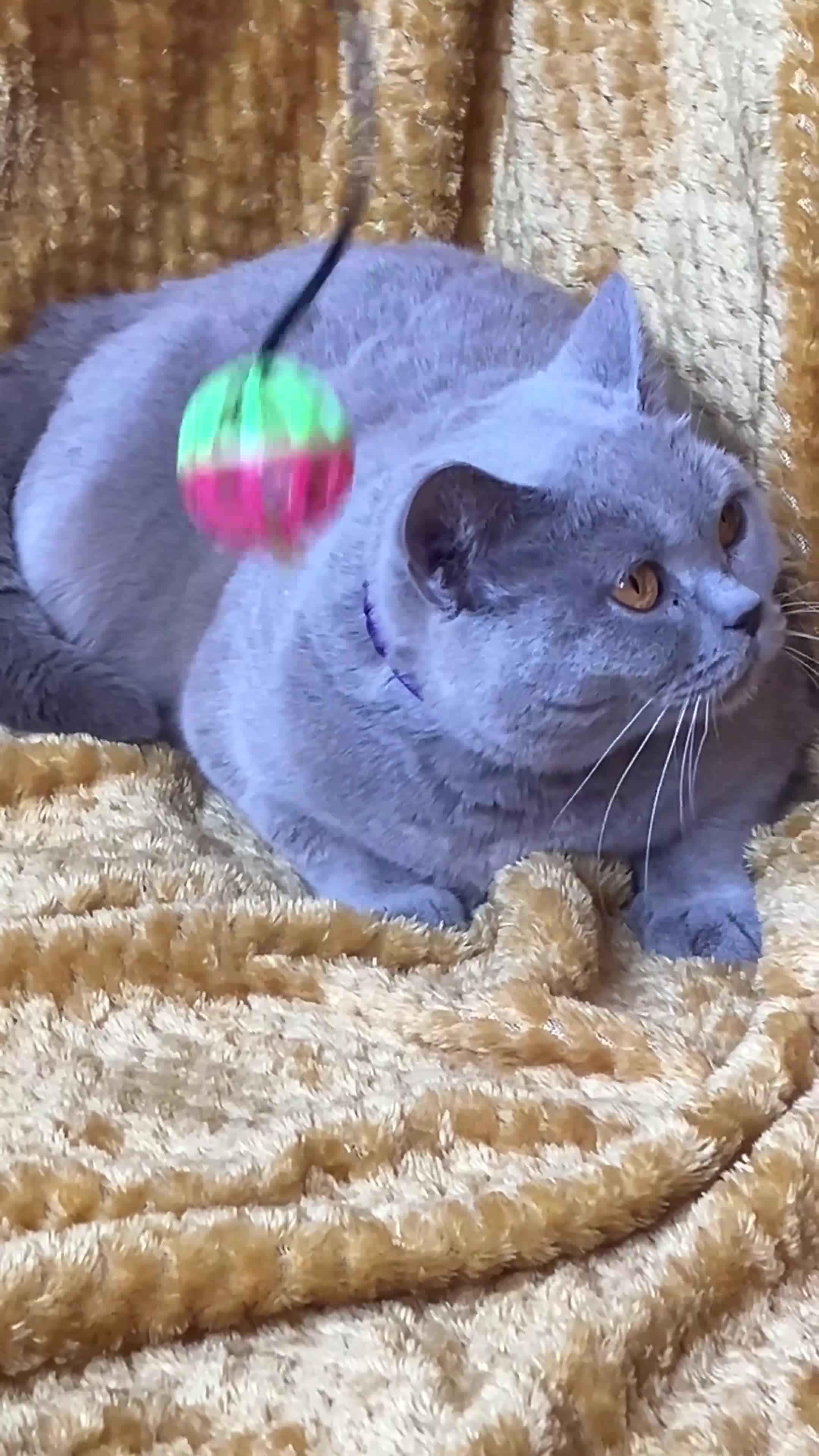 British Shorthair cats for sale: 🏆Beautiful GCCF BSH Jacqueline RetiredQueen Lilac - Video 1